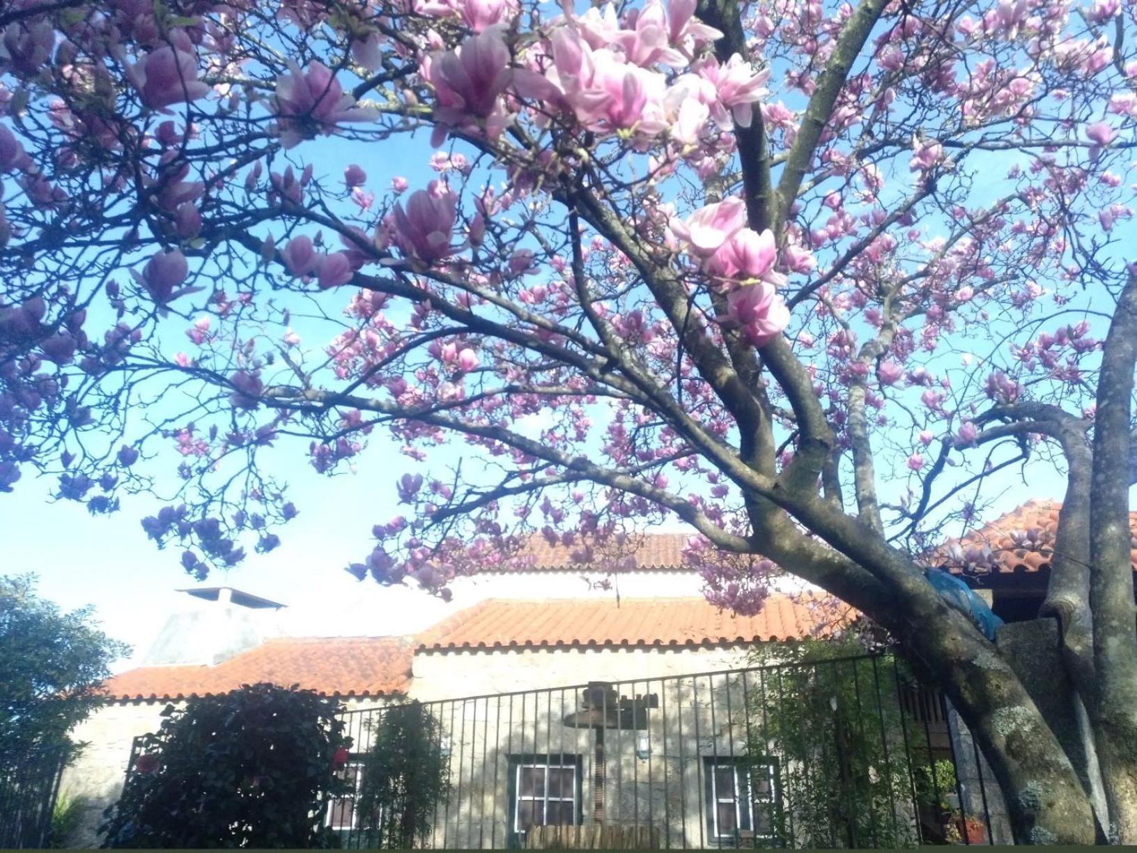 Willa Sao Braz Terrace Landim Zewnętrze zdjęcie